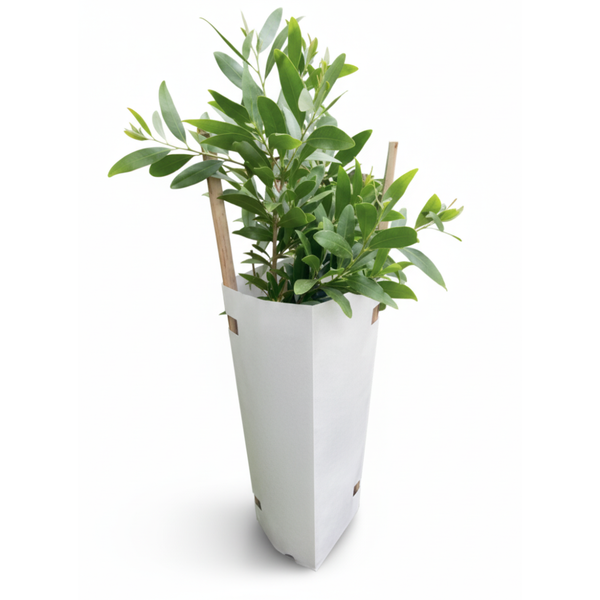Bio Tree Guard - 450mm Square Profile (18-month Biodegradable) - Low Cost, Biodegradable Protection for Reforestation & Seedlings