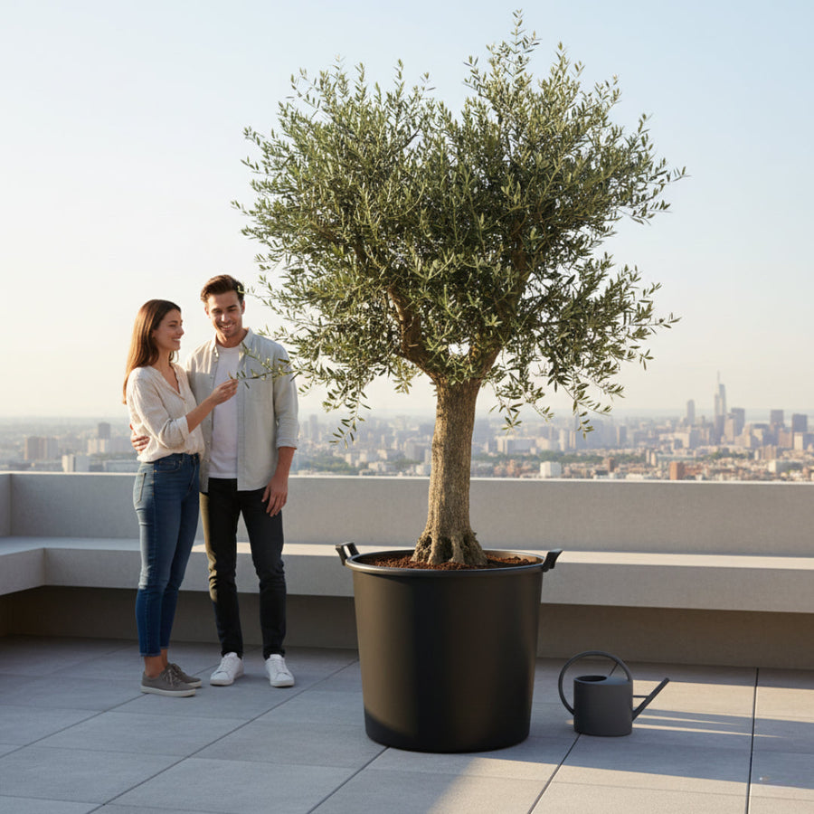 Large Tree Pots Guide | Fabric, Woven & Plastic Planters