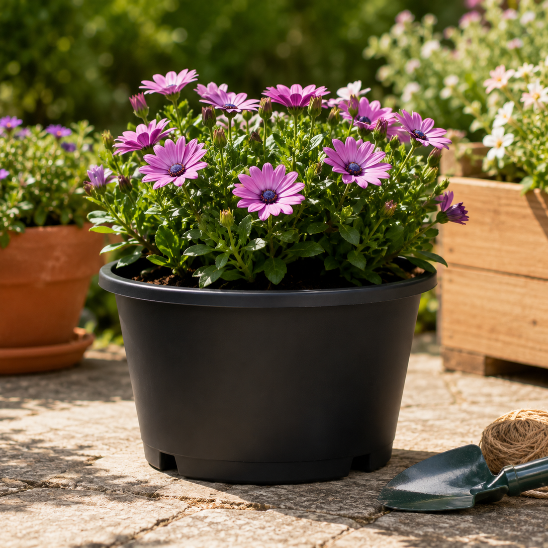Premium 200mm Squat Pots – Commercial-Grade 3.3 Litre Thermoformed Pro