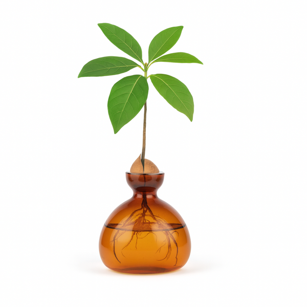 Starter Vase Amber   – Minimalist Borosilicate Glass Avocado Seed Growing Vase