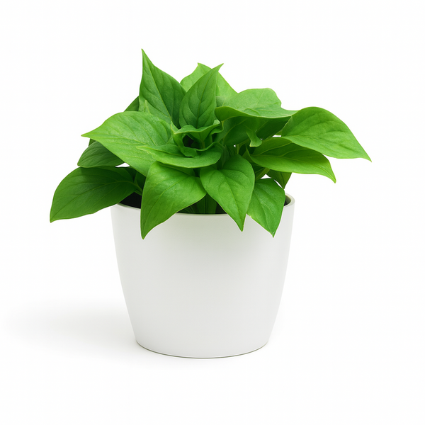 Ryset Self-Watering Wall Baskets - Wicking System - Vertical Gardening, Low-Maintenance, & Durable