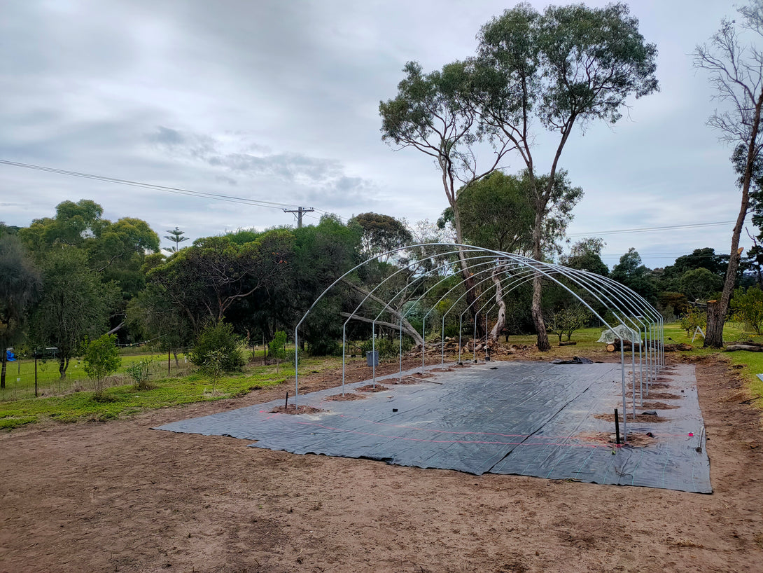 Greenhouse structure on a dirt field with trees and power lines in the background