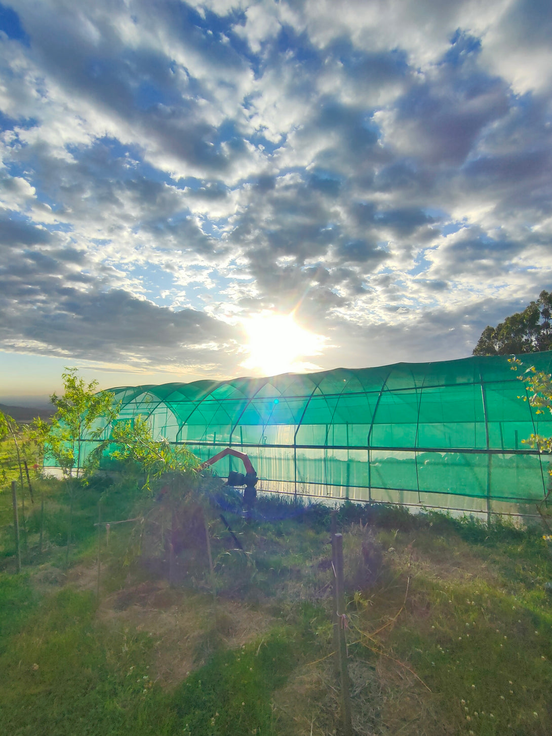 Green greenhouse structure with a cloudy sky and sunlit background