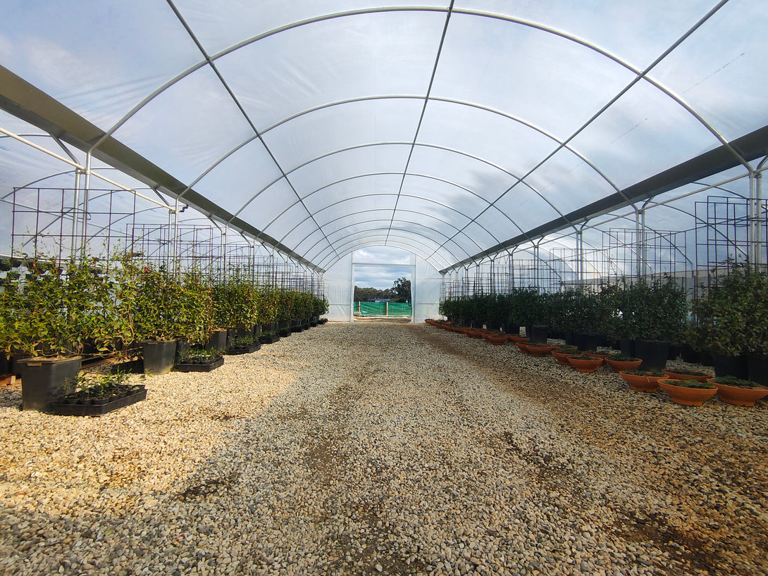 Greenhouse interior with rows of plants and a gravel path.