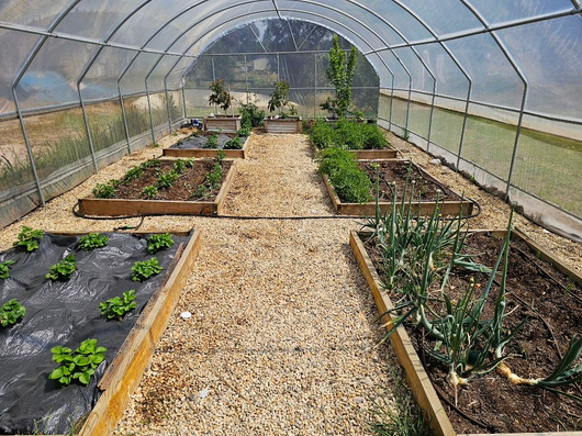 Greenhouse with rows of plants and a gravel path