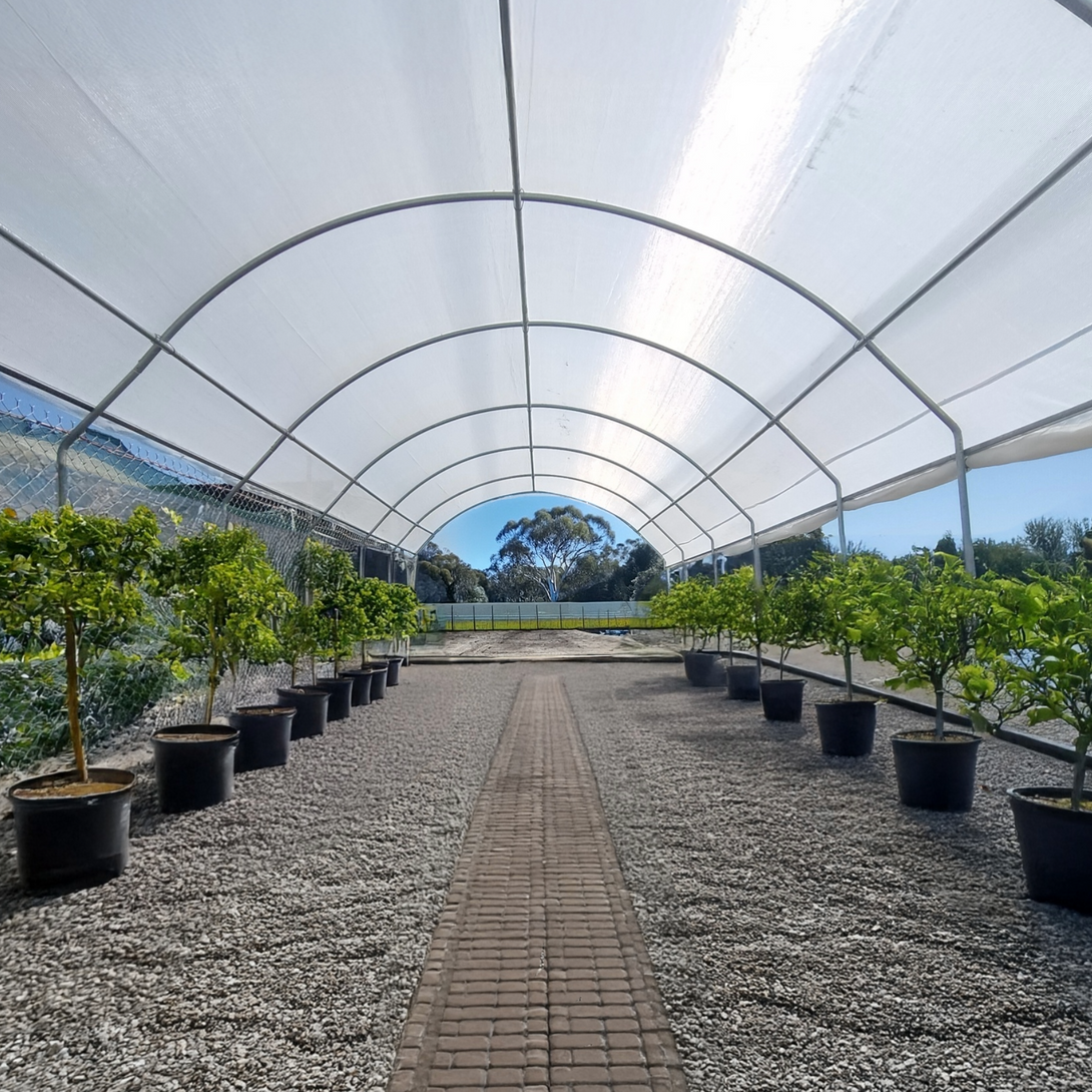 Row of potted plants under a large white covered shelter with a clear sky.