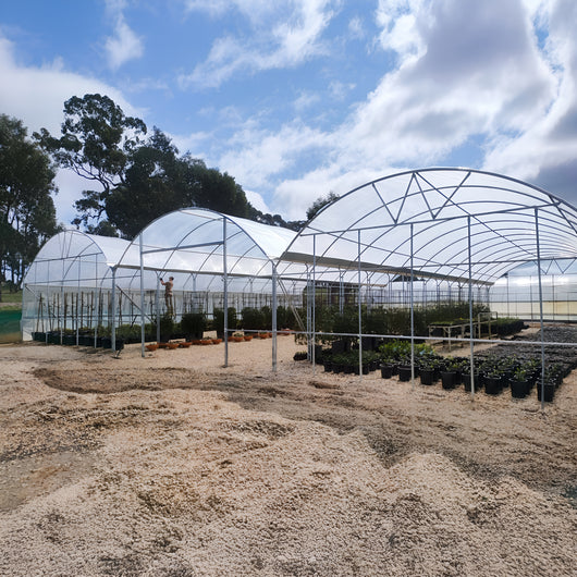 Multi-span Polytunnels