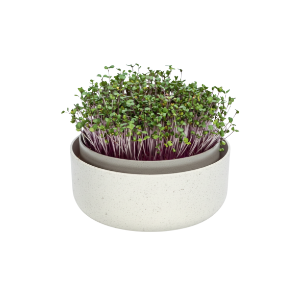 Microgreens Kit - European-Made Premium Sprouting System