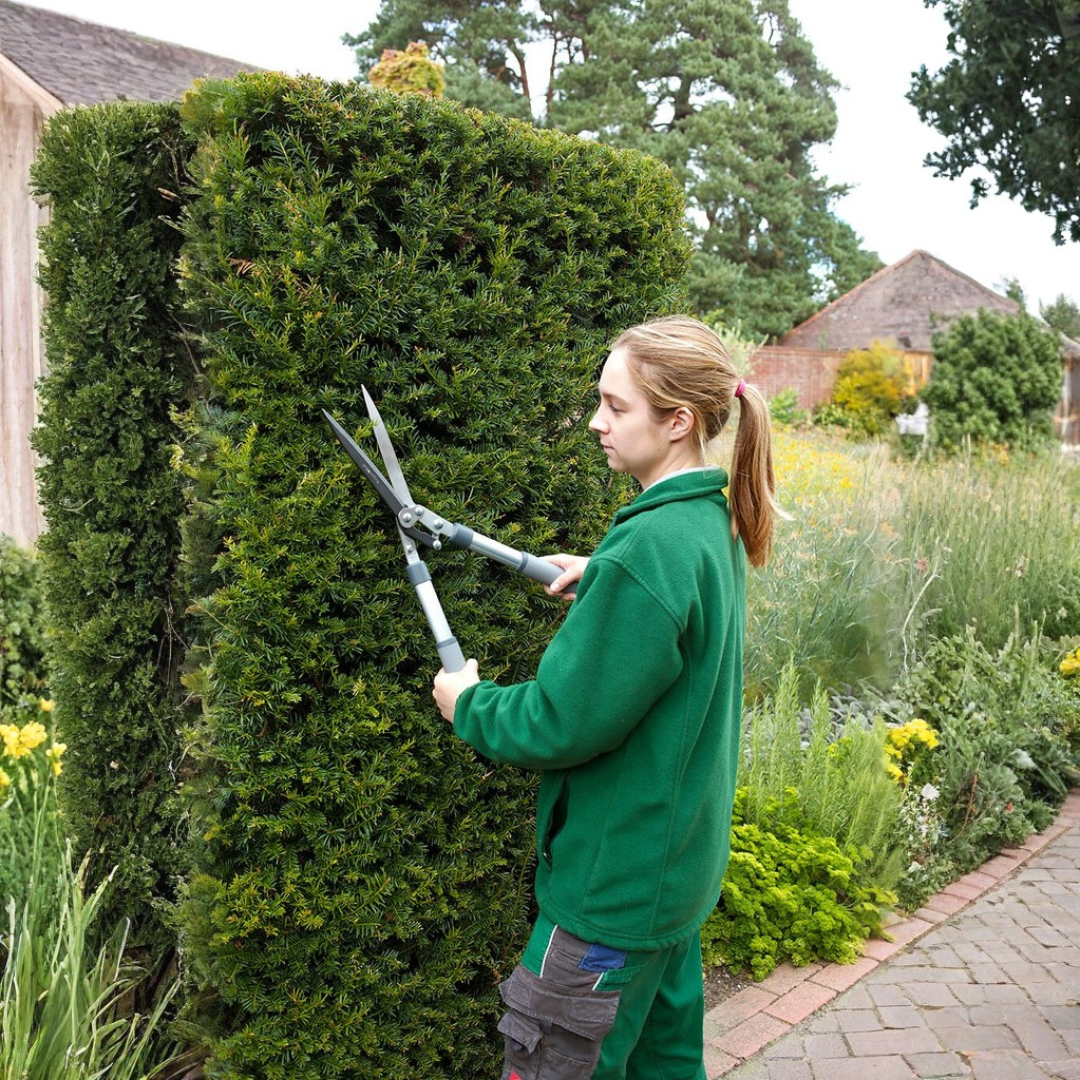 Burgon & Ball - RHS Hedge Shear – Double Pivot Compound Action Shears