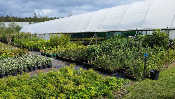 Polytunnel frame with covered shelter and rows of potted plants under a cloudy sky
