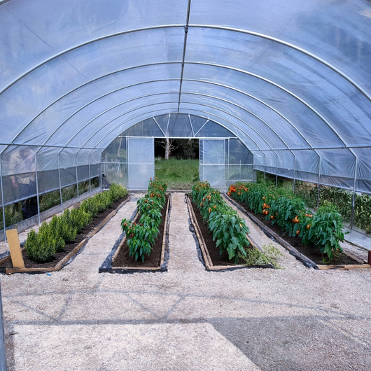 growing vegis on gravel 