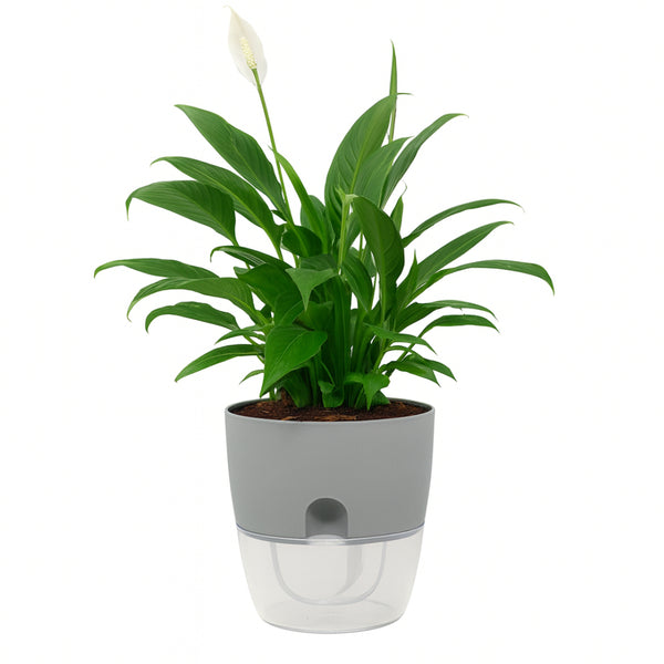 Grey Self-Watering Wicking Pot - 150mm - Consistent Moisture, Root Rot Prevention, & Stylish Design