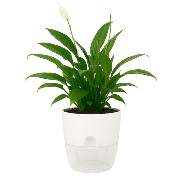 White Self-Watering Wicking Pot - 150mm - Low-Maintenance Watering, Root Health Elegant Design