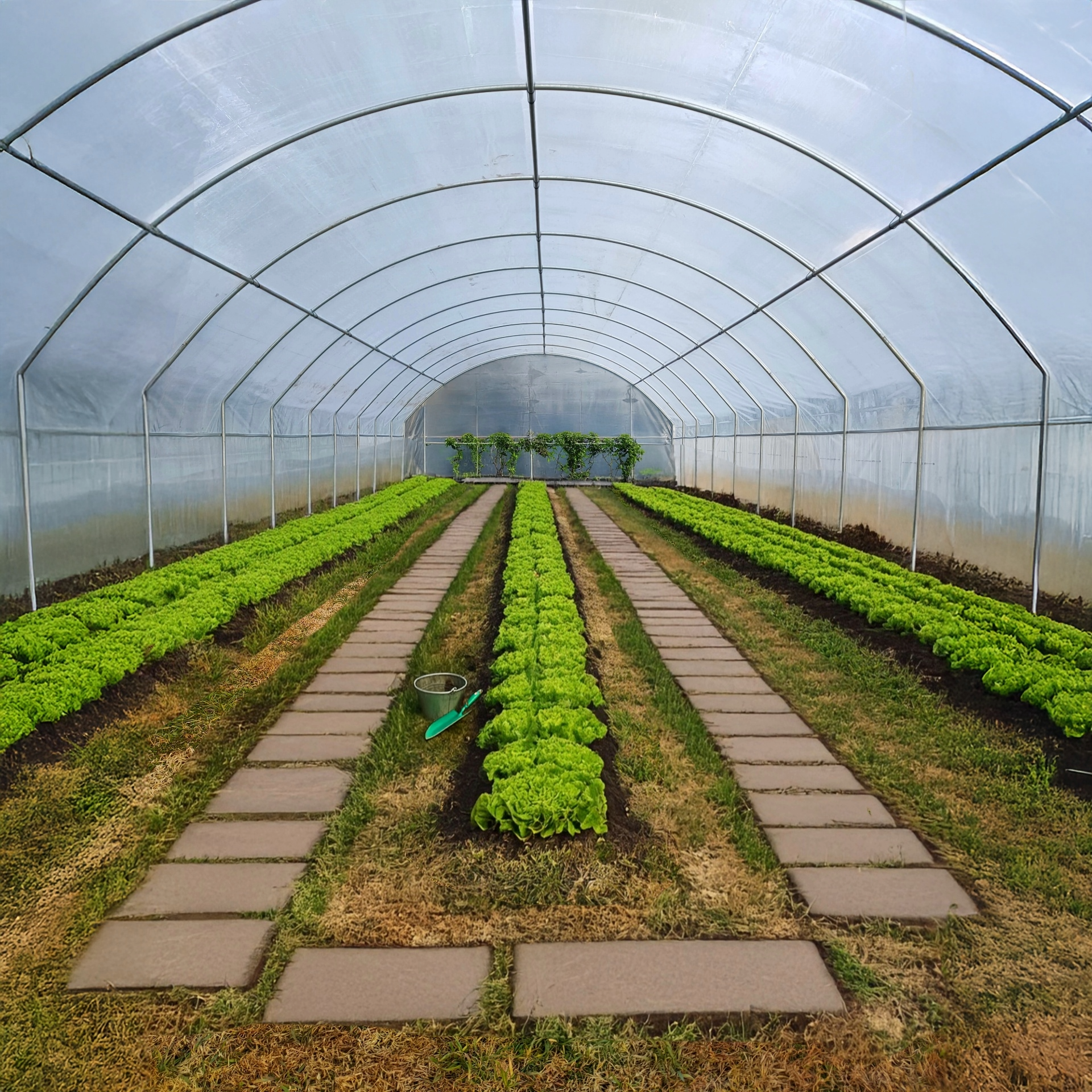Greenhouse with rows of plants and a clear roof
