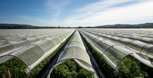 Long rows of greenhouses under a blue sky with mountains in the background