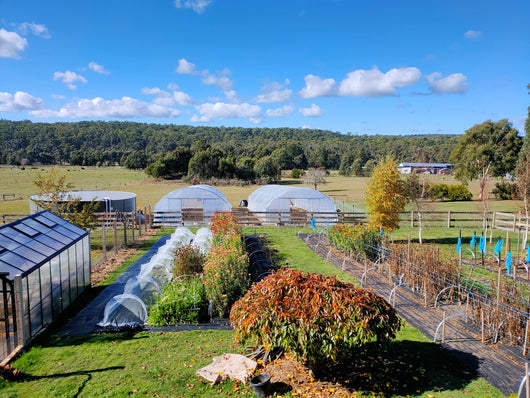 two Polytunnel Kits in a backyard